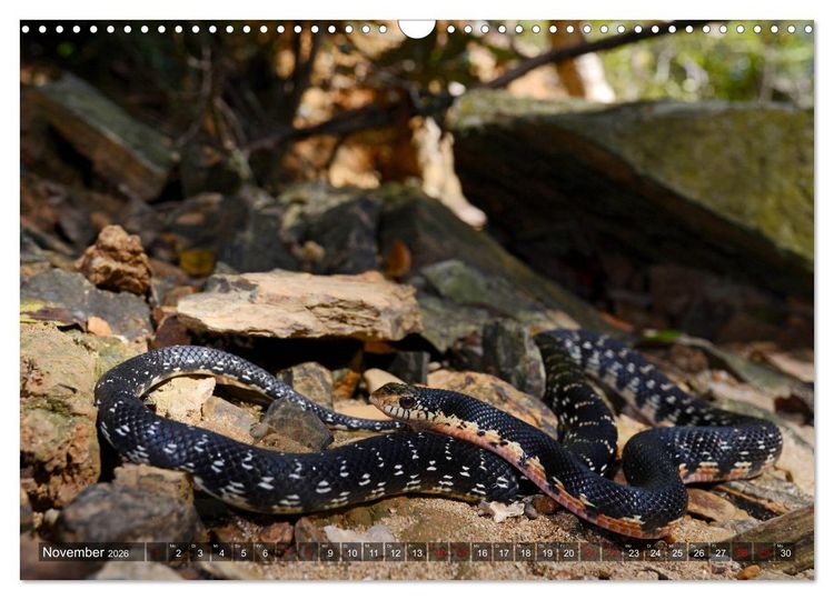 Produktbild: Reptilien auf Madagaskar (Wandkalender 2026 DIN A3 quer), CALVENDO Monatskalender