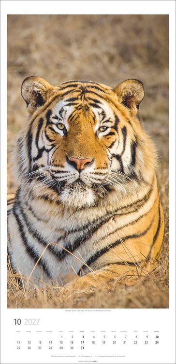 Produktbild: Big Cats Kalender 2027