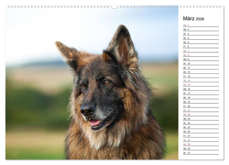 Produktbild: Zauberhafte Langhaar Sch&auml;ferhunde (hochwertiger Premium Wandkalender 2026 DIN A2 quer), Kunstdruck in Hochglanz