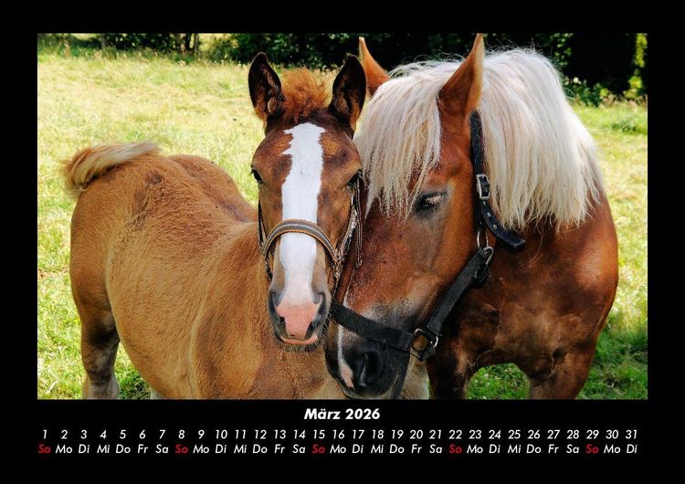 Produktbild: Pferdetraum 2026 Fotokalender DIN A3