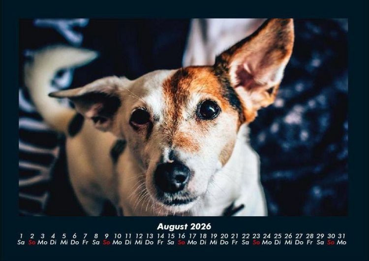 Produktbild: Welt der Tiere 2026 Fotokalender DIN A4