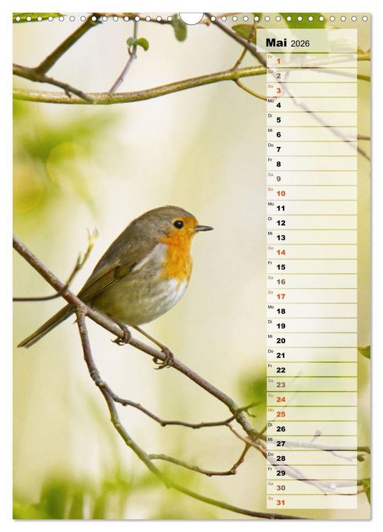 Produktbild: Niedliche Rotkehlchen (Wandkalender 2026 DIN A3 hoch), CALVENDO Monatskalender