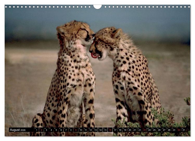 Produktbild: Die Lautlosen. Geparden und Leoparden (Wandkalender 2026 DIN A3 quer), CALVENDO Monatskalender