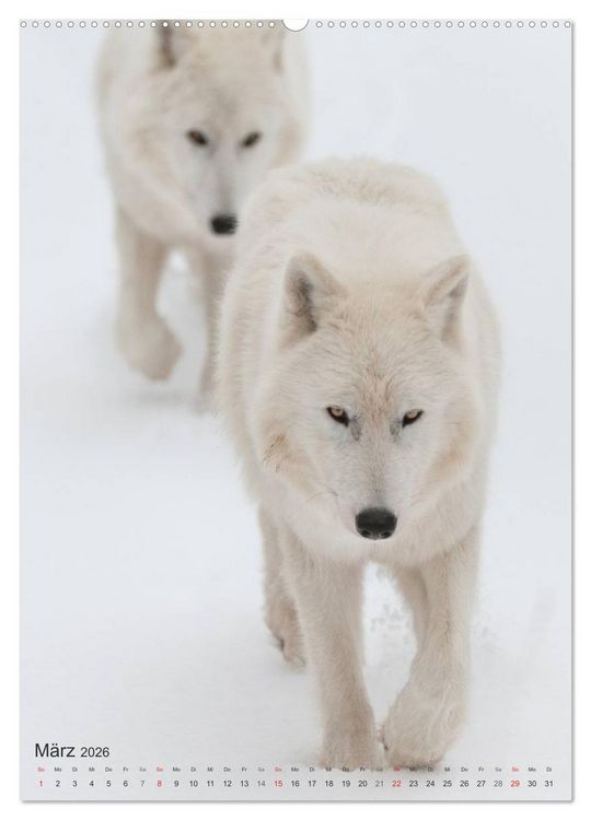 Produktbild: Emotionale Momente: Der Wolf. (hochwertiger Premium Wandkalender 2026 DIN A2 hoch), Kunstdruck in Hochglanz
