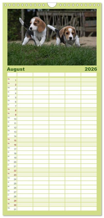 Produktbild: Familienplaner 2026 - Beagle mit 5 Spalten (Wandkalender, 21 x 45 cm) CALVENDO