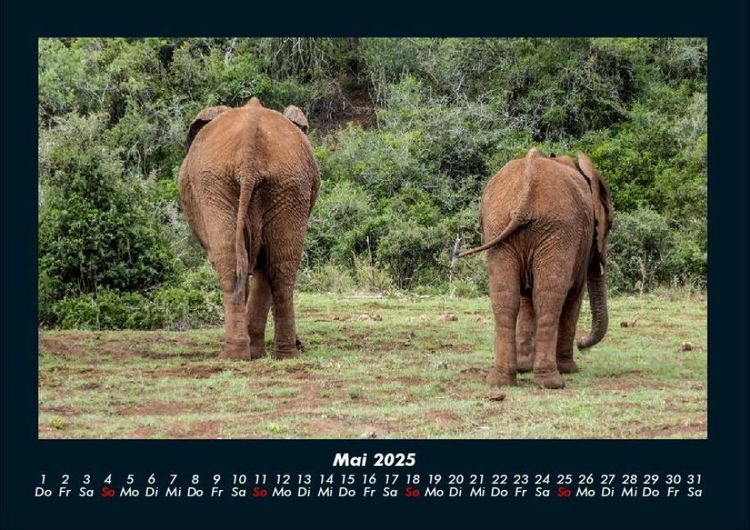 Produktbild: Der Elefantenkalender 2025 Fotokalender DIN A4