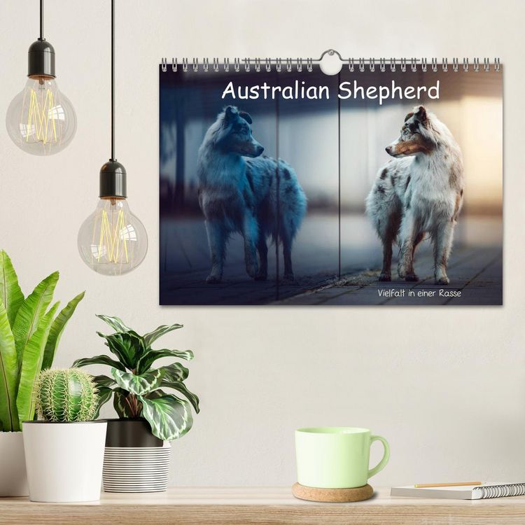 Produktbild: Australian Shepherd - Vielfalt in einer Rasse (Wandkalender 2026 DIN A4 quer), CALVENDO Monatskalender