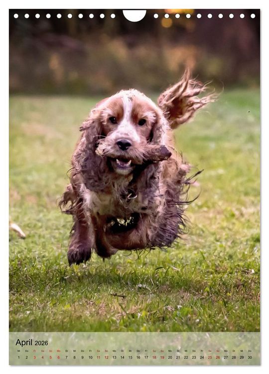Produktbild: Witzige Hunde (Wandkalender 2026 DIN A4 hoch), CALVENDO Monatskalender