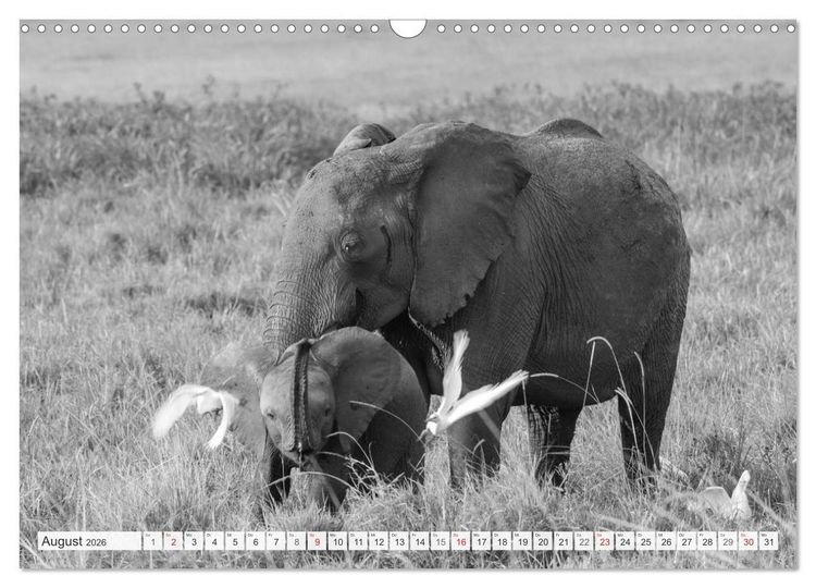 Produktbild: Emotionale Momente: Elefanten in black & white (Wandkalender 2026 DIN A3 quer), CALVENDO Monatskalender