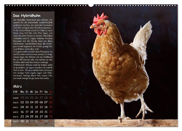 Produktbild: Von der Einzigartigkeit der H&uuml;hner 2026 (hochwertiger Premium Wandkalender 2026 DIN A2 quer), Kunstdruck in Hochglanz