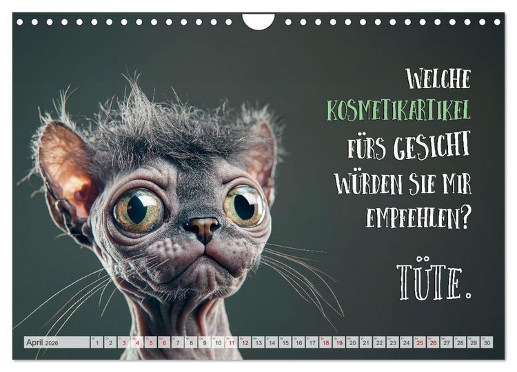 Produktbild: Katzenlogik - Wenn Blicke miauen k&ouml;nnten (Wandkalender 2026 DIN A4 quer), CALVENDO Monatskalender