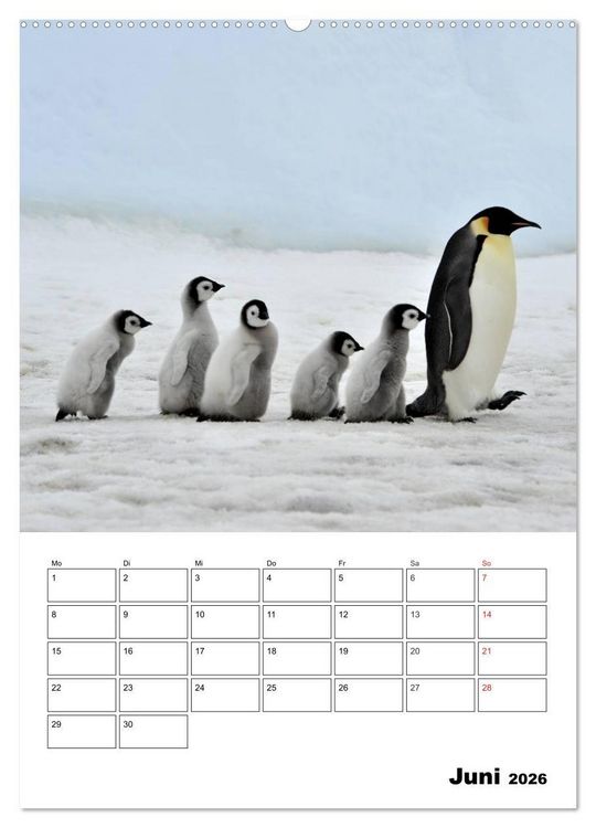 Produktbild: Pinguine. Familiengl&uuml;ck im Eis (Wandkalender 2026 DIN A2 hoch), CALVENDO Monatskalender