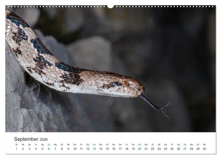 Produktbild: Schlangen - Portraits europ&auml;ischer Arten (hochwertiger Premium Wandkalender 2026 DIN A2 quer), Kunstdruck in Hochglanz