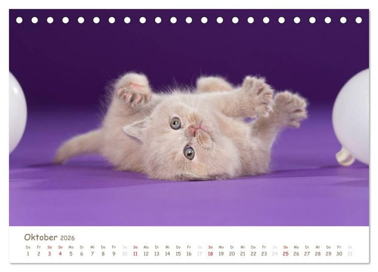 Produktbild: Die Britisch Kurzhaar (Tischkalender 2026 DIN A5 quer), CALVENDO Monatskalender