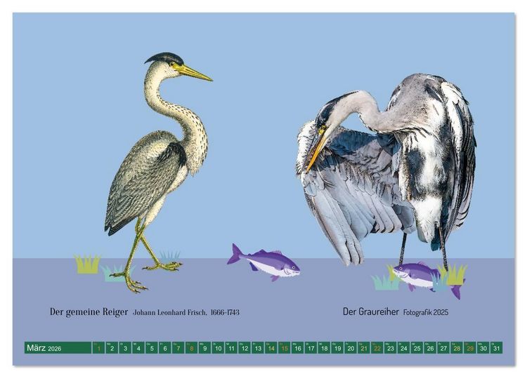 Produktbild: Vom Reiger zum Reiher (Tischkalender 2026 DIN A5 quer), CALVENDO Monatskalender