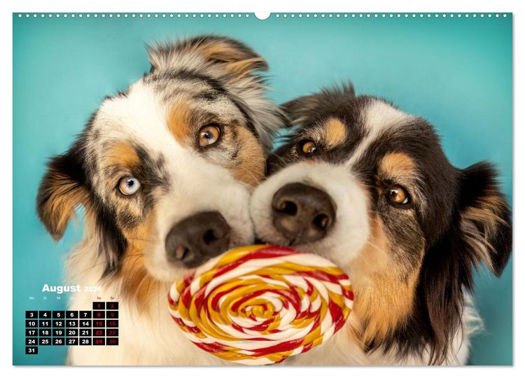 Produktbild: S&uuml;&szlig;e Schnauzen (Wandkalender 2026 DIN A2 quer), CALVENDO Monatskalender