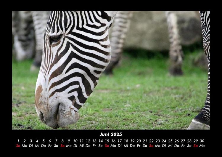 Produktbild: Zebrazauber 2025 Fotokalender DIN A3