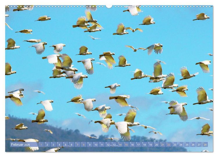 Produktbild: Farbenfrohe Papageien (Wandkalender 2026 DIN A2 quer), CALVENDO Monatskalender