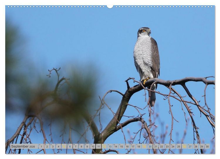 Produktbild: Habicht - aus dem Leben eines imposanten Greifvogels (hochwertiger Premium Wandkalender 2026 DIN A2 quer), Kunstdruck in Hochglanz