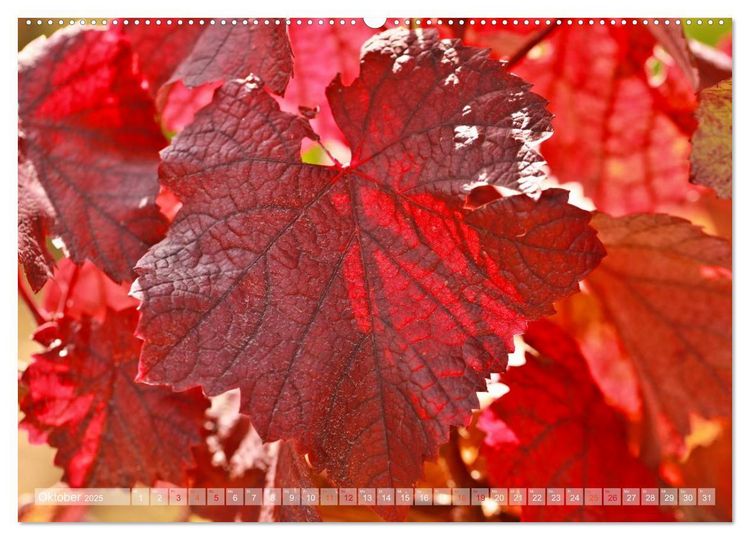 Produktbild: Wein- und Rebsorten aus Rheinland-Pfalz (hochwertiger Premium Wandkalender 2025 DIN A2 quer), Kunstdruck in Hochglanz