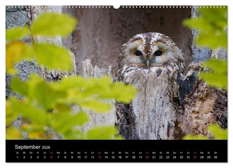 Produktbild: Waldk&auml;uze, fotografiert in M&uuml;nchen (Wandkalender 2026 DIN A2 quer), CALVENDO Monatskalender