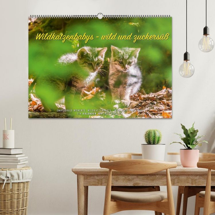 Produktbild: Wildkatzenbabys - wild und zuckers&uuml;&szlig;. (Wandkalender 2026 DIN A2 quer), CALVENDO Monatskalender