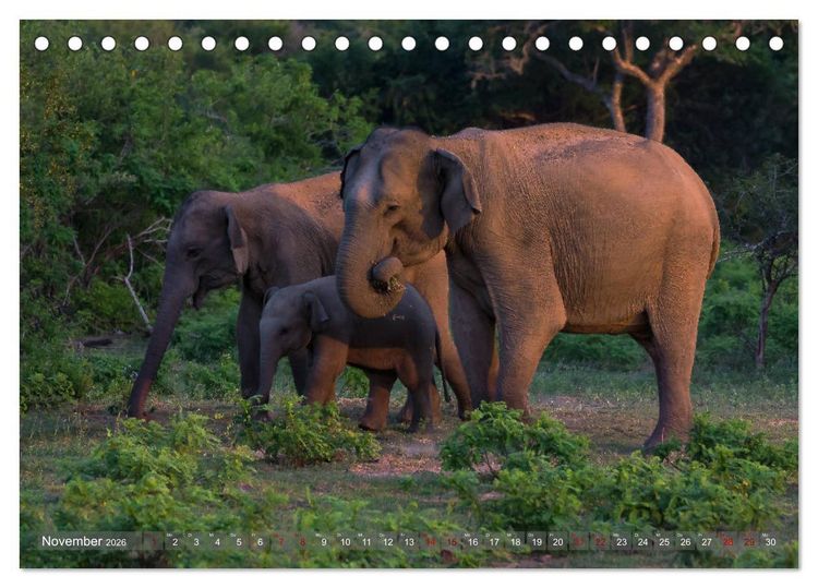 Produktbild: Reise nach Sri Lanka (Tischkalender 2026 DIN A5 quer), CALVENDO Monatskalender