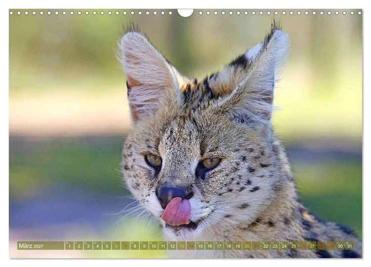 Produktbild: Katzen Afrikas (Wandkalender 2027 DIN A3 quer), CALVENDO Monatskalender