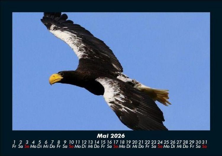Produktbild: V&ouml;gel 2026 Fotokalender DIN A5