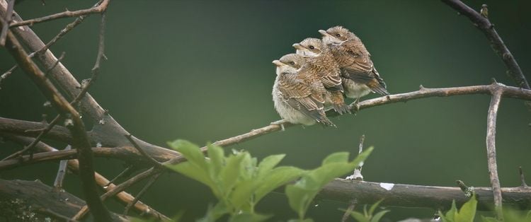 Produktbild: Das Fl&uuml;stern der W&auml;lder