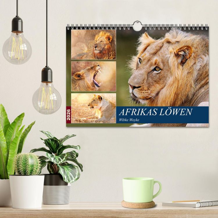 Produktbild: Afrikas L&ouml;wen 2026 (Wandkalender 2026 DIN A4 quer), CALVENDO Monatskalender