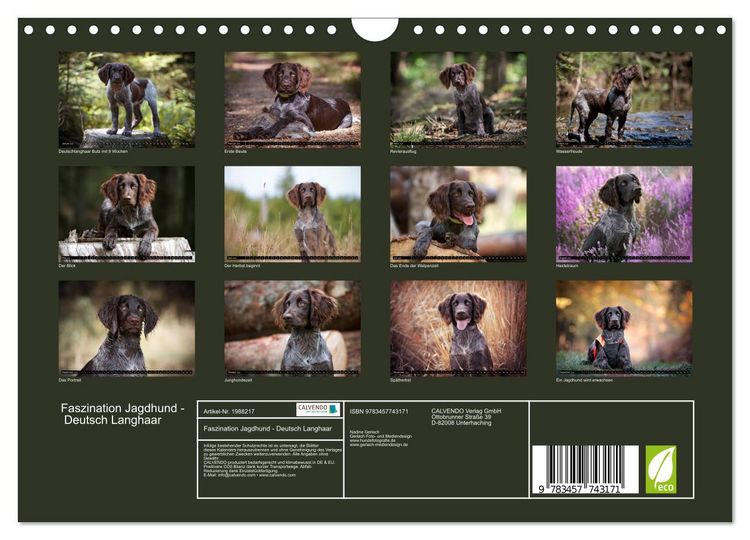 Produktbild: Faszination Jagdhund - Deutsch Langhaar (Wandkalender 2026 DIN A4 quer), CALVENDO Monatskalender