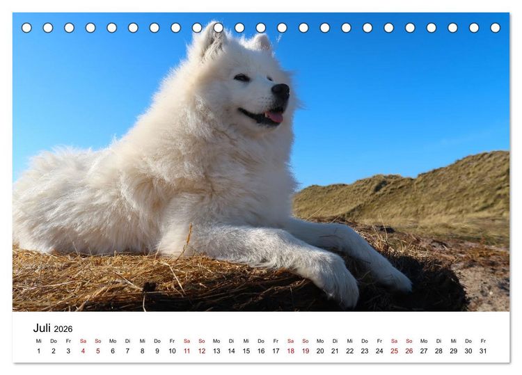 Produktbild: Ein Samojede am Meer (Tischkalender 2026 DIN A5 quer), CALVENDO Monatskalender