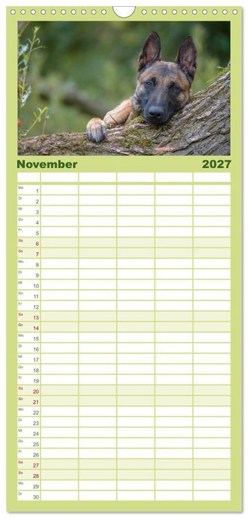 Produktbild: Familienplaner 2027 - Belgischer Sch&auml;ferhund - Der Malinois mit 5 Spalten (Wandkalender, 21 x 45 cm) CALVENDO