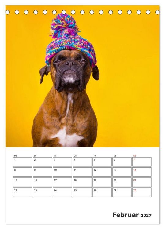 Produktbild: colorful world of boxer 2027 (Tischkalender 2027 DIN A5 hoch), CALVENDO Monatskalender