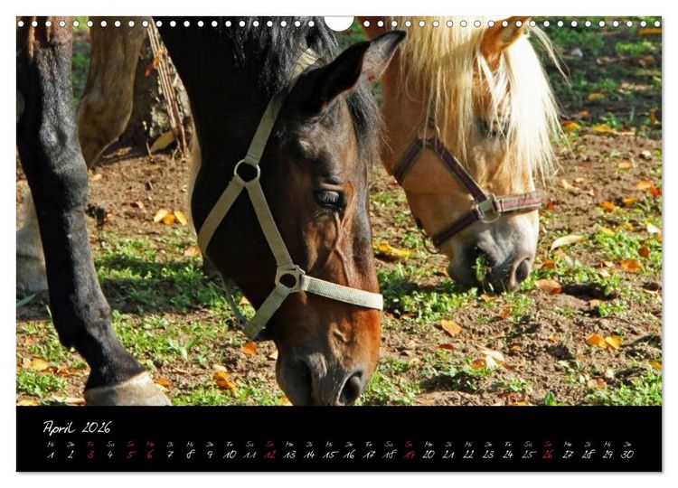 Produktbild: Pferdegefl&uuml;ster (Wandkalender 2026 DIN A3 quer), CALVENDO Monatskalender