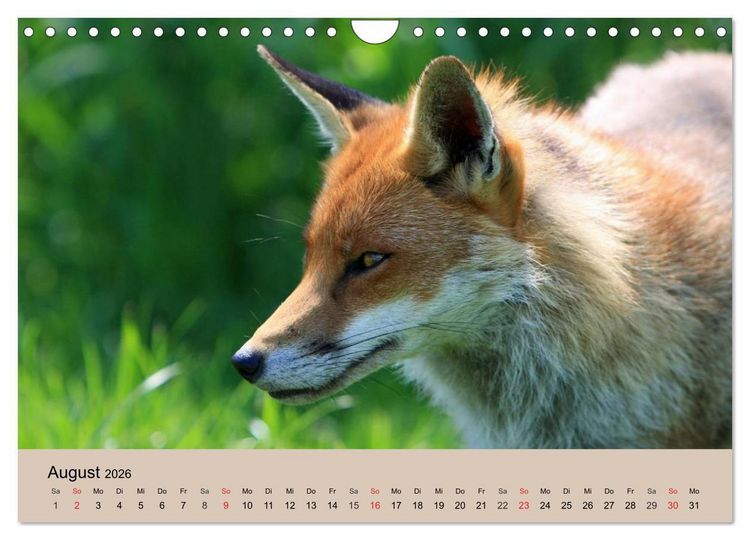 Produktbild: Der Fuchs. Bezaubernder Geselle (Wandkalender 2026 DIN A4 quer), CALVENDO Monatskalender