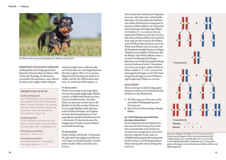 Produktbild: Hundezucht