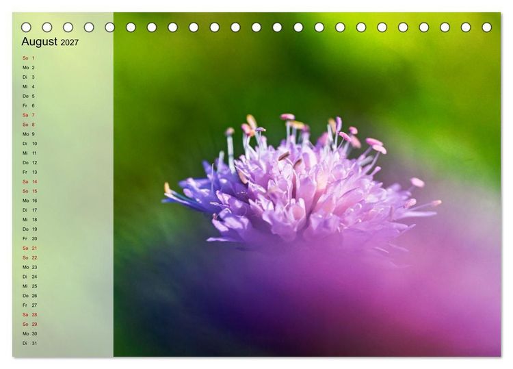 Produktbild: Sommerliche Bl&uuml;tenpoesie (Tischkalender 2027 DIN A5 quer), CALVENDO Monatskalender
