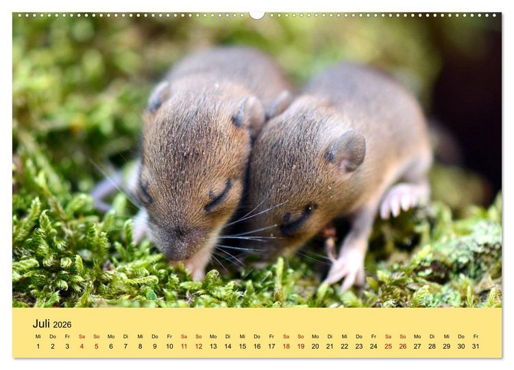 Produktbild: ... hier kommt die Maus ... (hochwertiger Premium Wandkalender 2026 DIN A2 quer), Kunstdruck in Hochglanz