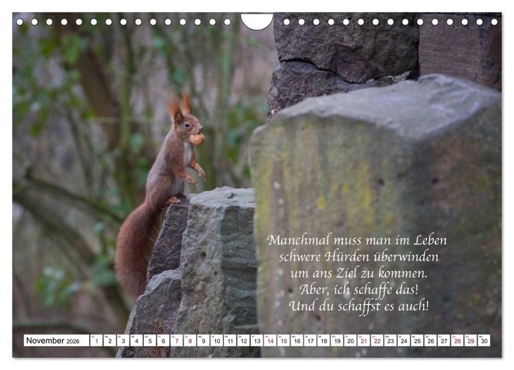 Produktbild: Tipps von Eichh&ouml;rnchen an Eichh&ouml;rnchenliebhaber (Wandkalender 2026 DIN A4 quer), CALVENDO Monatskalender