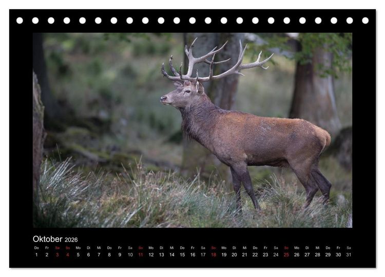 Produktbild: Wolf, Luchs und Co. - Tierbilder aus dem Bayerischen Wald (Tischkalender 2026 DIN A5 quer), CALVENDO Monatskalender