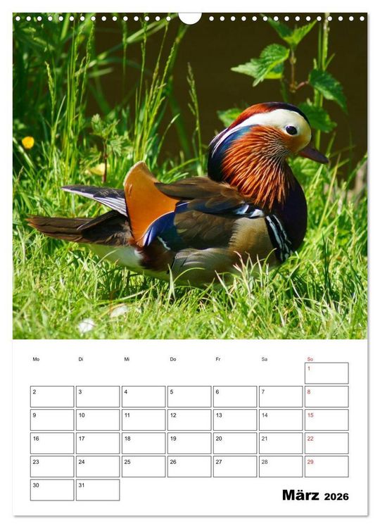 Produktbild: Liebenswerte Enten (Wandkalender 2026 DIN A3 hoch), CALVENDO Monatskalender