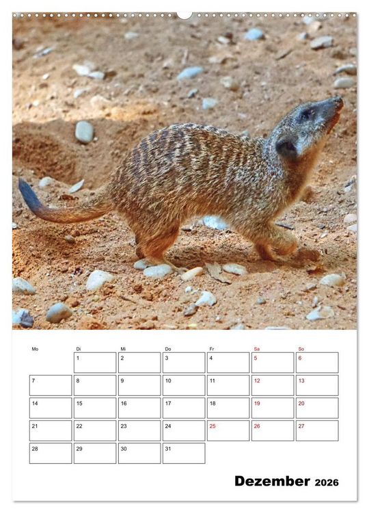 Produktbild: Niedliche Erdm&auml;nnchen (Wandkalender 2026 DIN A2 hoch), CALVENDO Monatskalender