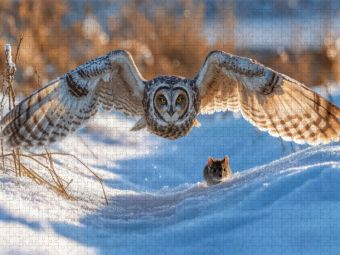Produktbild: CALVENDO Puzzle Eine Sumpfohreule gleitet durch den Winter | 1000 Teile Lege-Gr&ouml;&szlig;e 64x48cm Foto-Puzzle f&uuml;r gl&uuml;ckliche Stunden