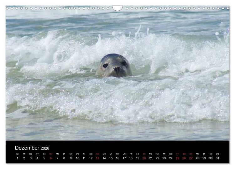 Produktbild: Verspielte Robben (Wandkalender 2026 DIN A3 quer), CALVENDO Monatskalender