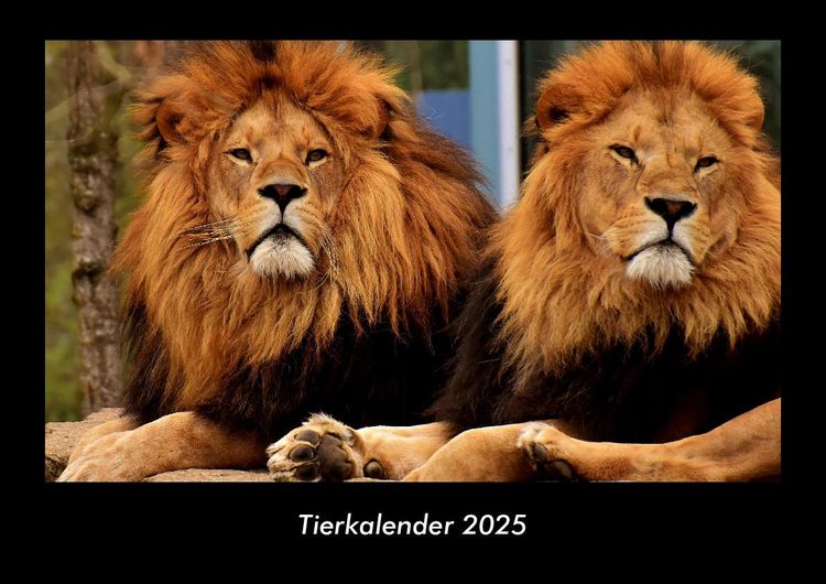 Produktbild: Tierkalender 2025 Fotokalender DIN A3