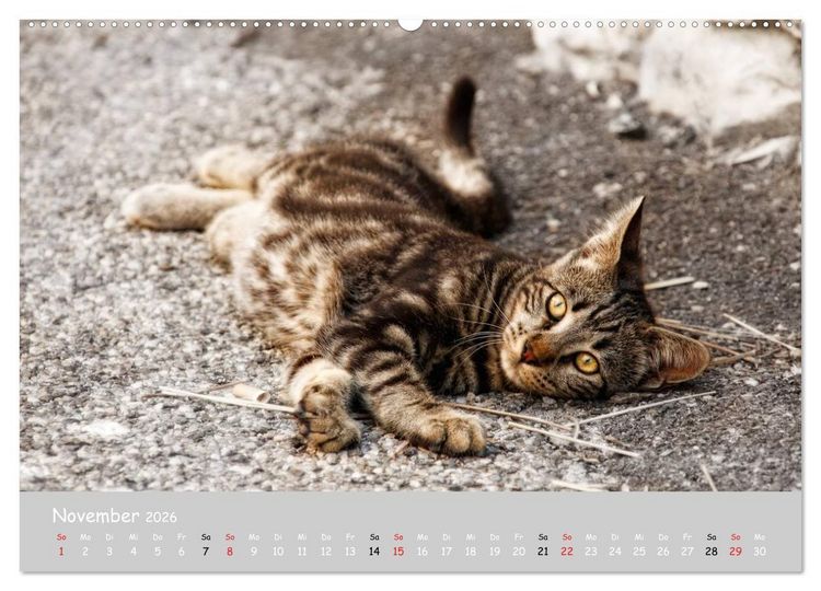 Produktbild: Katzen des S&uuml;dens (hochwertiger Premium Wandkalender 2026 DIN A2 quer), Kunstdruck in Hochglanz