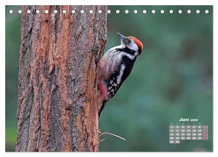 Produktbild: Echte Spechte (Tischkalender 2026 DIN A5 quer), CALVENDO Monatskalender