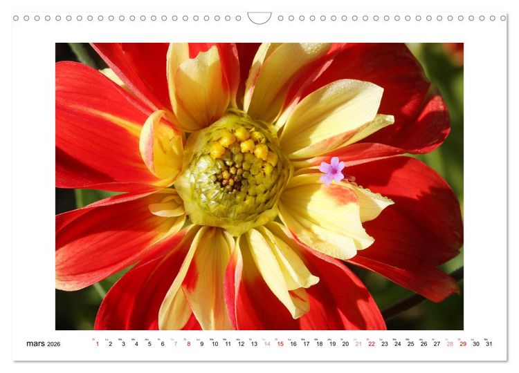 Produktbild: Mes dahlias ador&eacute;s (Calendrier mural 2026 DIN A3 vertical), CALVENDO calendrier mensuel